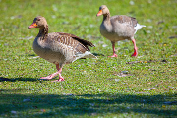 two geese walking together on the green meadow 