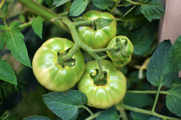 green tomatoes growing in vegetable garden