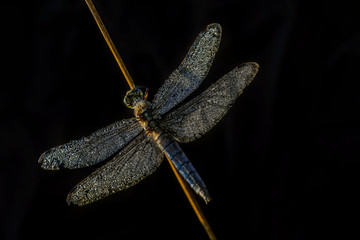 Papillon