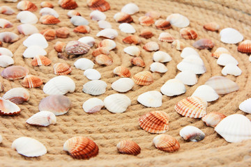 colorful seashells against the background of rope pattern