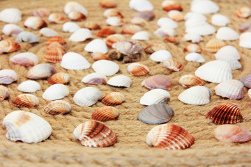 colorful seashells against the background of rope pattern