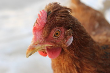 portrait of a chicken