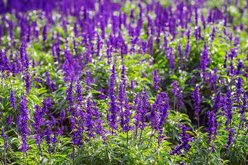 Bright purple flowers like lavender in a street flowerbed on a summer sunny day. Natural picturesque colorful background