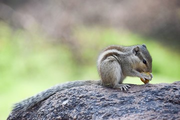 squirrel eating a nut