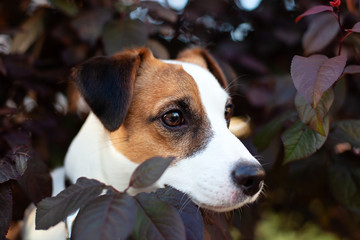 Fun and active pedigree dog Jack Russell Terrier In the foliage on a sunny summer day. Portrait of a happy Jack Russell dog with foliage bokeh background. autumn. 