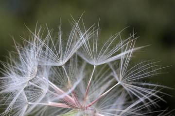 big dandelion seeds in spring