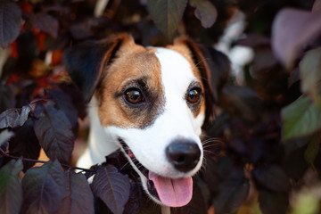 Purebred Jack Russell Terrier dog outdoors on nature on a summer day. Happy dog ​​sitting in...