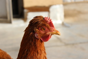 portrait of a chicken