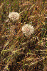 big dandelion seeds in spring