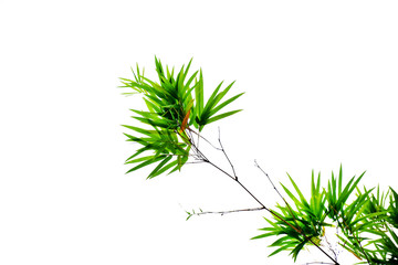 Bamboo leaves on white background