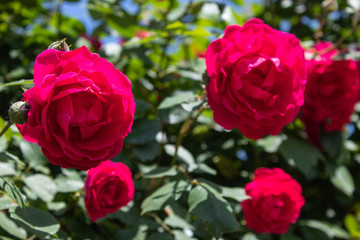 Red roses, curly. There is a place for text. The concept of summer garden
