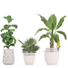 collection of ornamental plants in white baskets