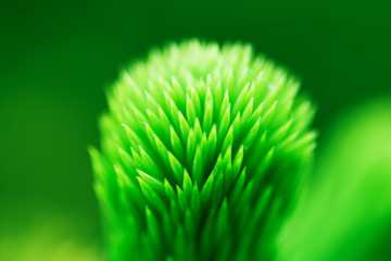 Macro of fir or spruce needles. Close up