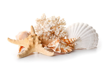 Beautiful sea shells, starfish and coral on white background