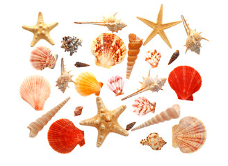 Many beautiful sea shells on white background, top view