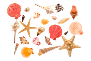 Many beautiful sea shells on white background, top view