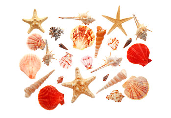 Many beautiful sea shells on white background, top view