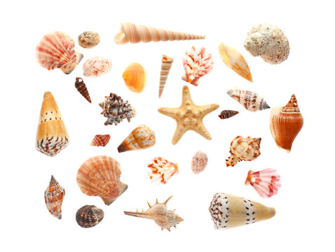 Many beautiful sea shells on white background, top view
