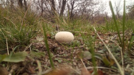Photo of a round mushroom in the natural conditions of the steppe, among the grass, close-up with a slight blur.
