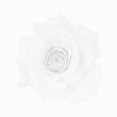high-key watermark monochrome bright isolated white rose blossom macro,white background,fine art...