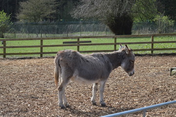donkey in a field
