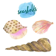 Set of watercolor seashells. Seashells, shells, corals, stones.