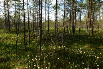 White flowers of wild rosemary blossom between marsh trees coniferous forest