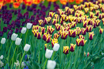 Multi colored field with red, yellow, dark violet and white tulips from Tulip Festival. Picture...