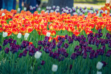 Multi colored field with red, yellow, dark violet and white tulips from Tulip Festival. Picture...