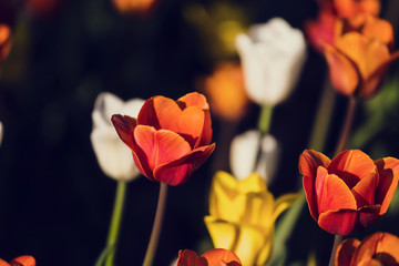Multi colored field with red, yellow, dark violet and white tulips from Tulip Festival. Picture...