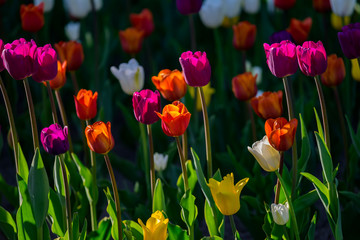 Multi colored field with red, yellow, dark violet and white tulips from Tulip Festival. Picture...