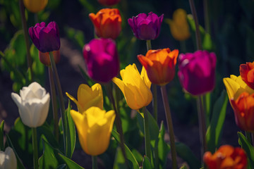 Multi colored field with red, yellow, dark violet and white tulips from Tulip Festival. Picture...