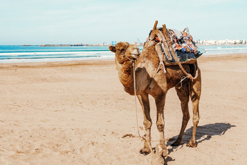 Camel on the beach of the sea (ocean) under the sun. Tourism concept