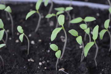 New small plant shoots, seedlings