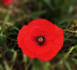 red poppy in the garden
