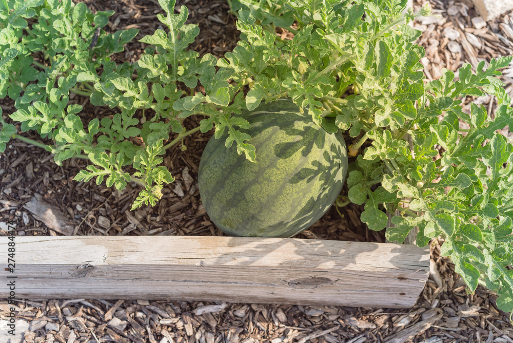 Wall mural organic watermelon ready to harvest at backyard garden in america