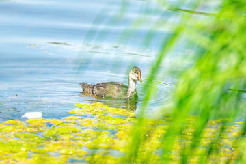 Little duck is swimming in the lake between the reeds