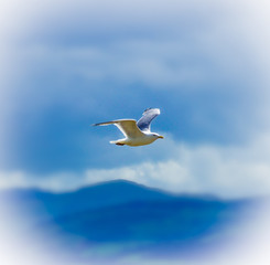 seagull in the sky