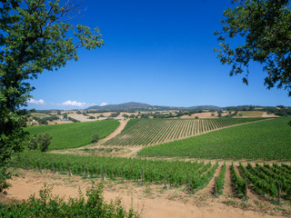 Fototapeta na wymiar Tuscan vineyard landscape in spring time.
