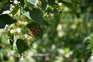 Vanessa cardui butterfly on blossoming lime tree