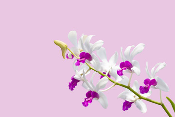 Fototapeta na wymiar White and Purple Orchid bouquet bloom isolated on pink background.