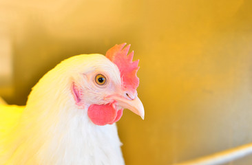 A chicken during the Belagro 2019 International Trade Fair in the agrotown of Shchomyslitsa. Agricultural Business, background, textures. Shooting in natural conditions, possibly blurred focus