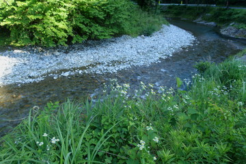 Fototapeta na wymiar 初夏の川の自然風景