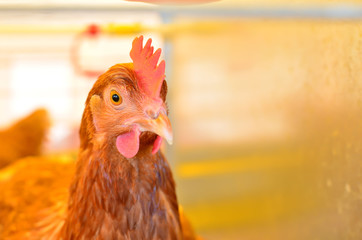 A chicken during the Belagro 2019 International Trade Fair in the agrotown of Shchomyslitsa. Agricultural Business, background, textures. Shooting in natural conditions, possibly blurred focus