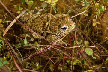 Natterjack toad (Epidalea calamita)