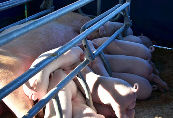 Mother Pig Takes Care of Her Piglets. Small suckling pigges feed on pig mother&rsquo;s milk. Farm, swine agricultural business, background, texture