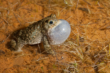 Natterjack toad (Epidalea calamita)