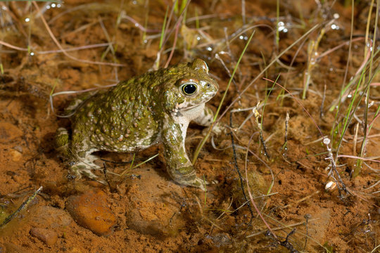Natterjack toad (Epidalea calamita)