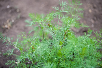 Fresh dill (Anethum graveolens) growing on the vegetable bed. Annual herb, family Apiaceae. ...