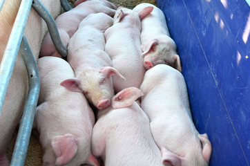 Young pigs a sleep in Pig Breeding farm in swine business in tidy and clean indoor housing. Agricultural Business, background, texture